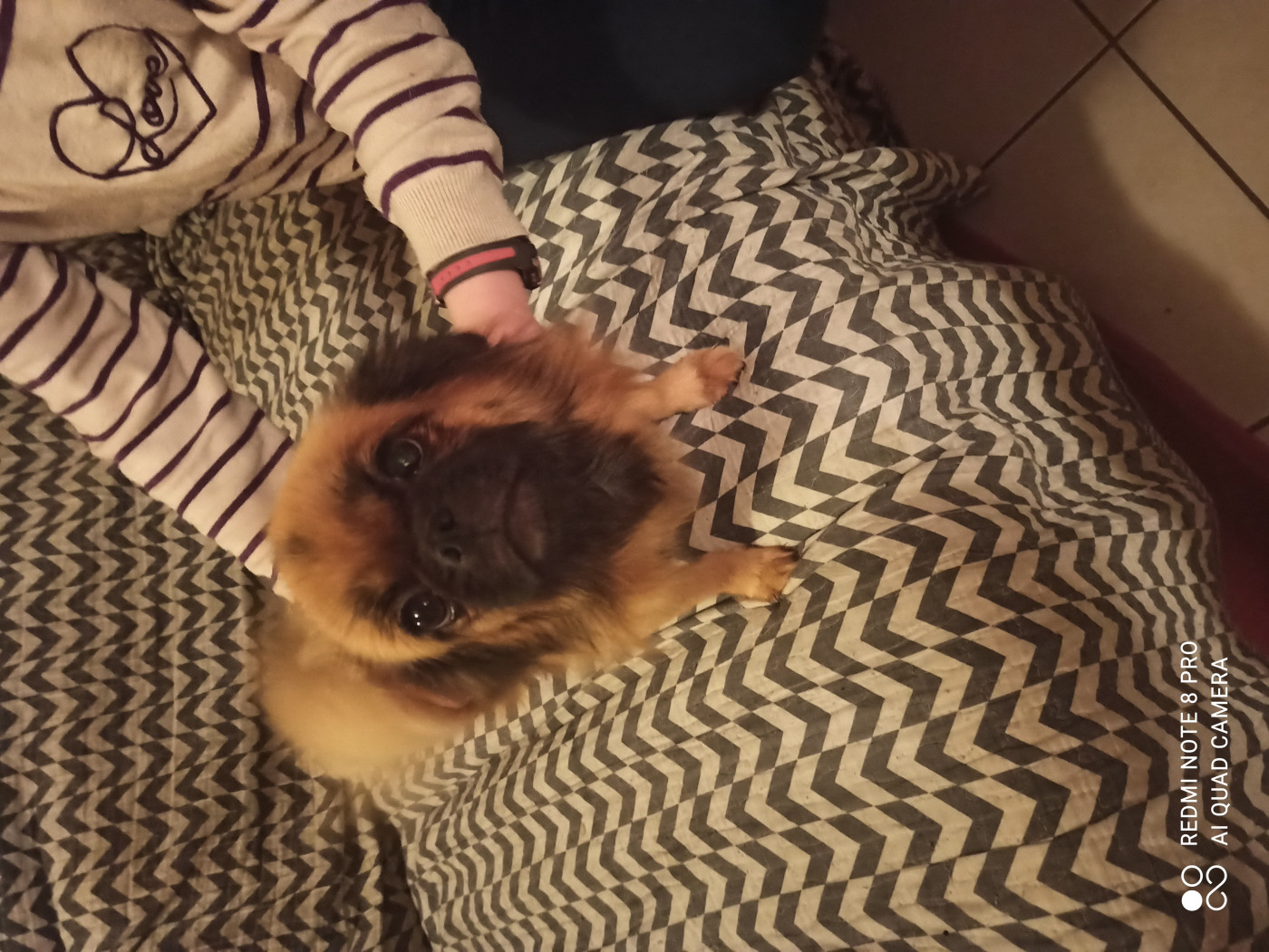 Skully Criando Do Paraiso Canino