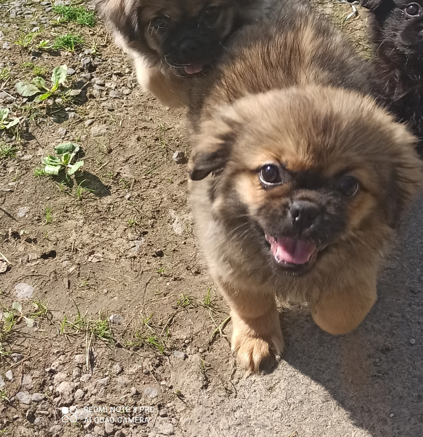 Manuella Le Jean - Chiots disponibles - Epagneul tibetain