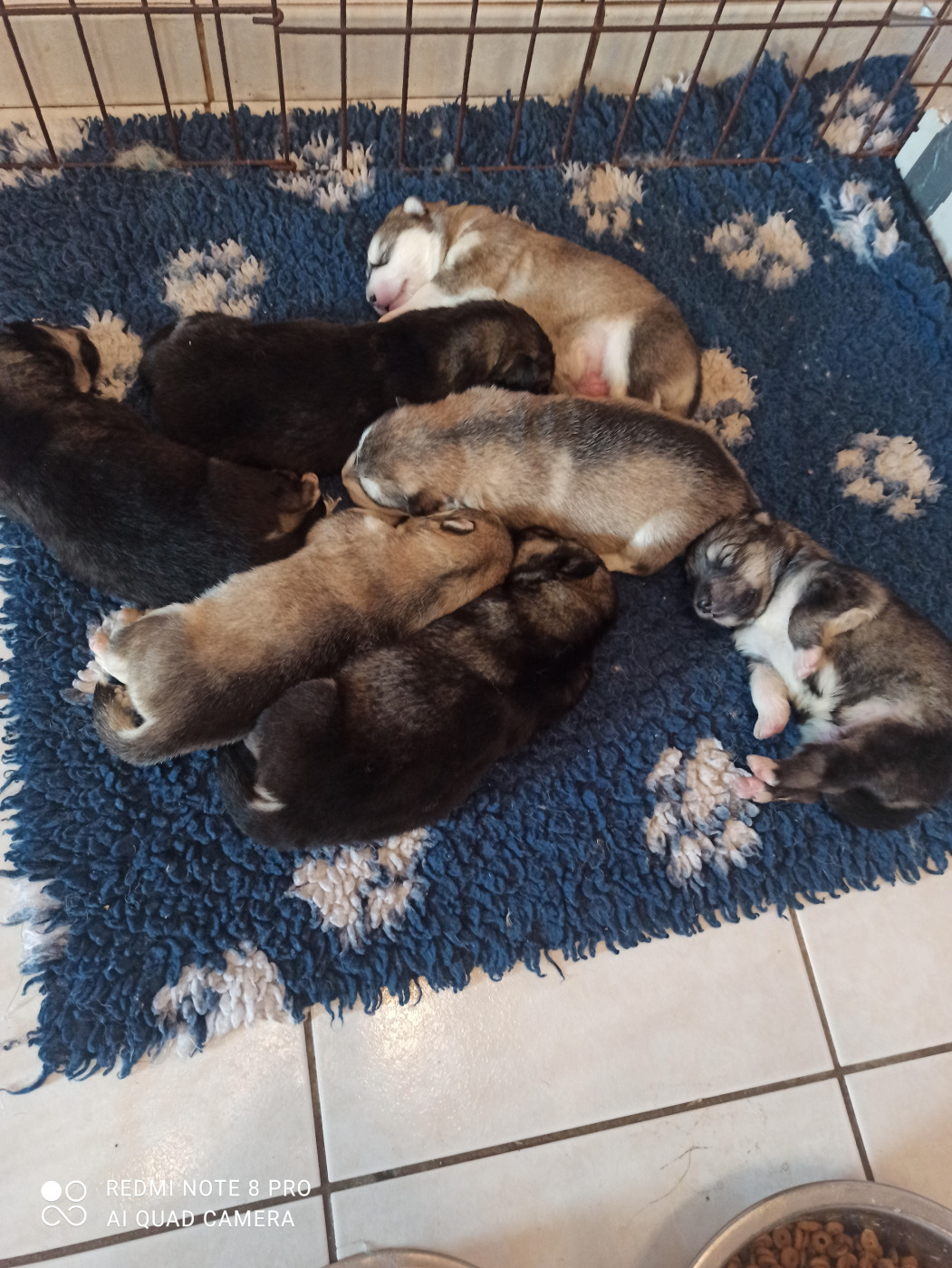 Chiot Alaskan Malamute Manuella Le Jean