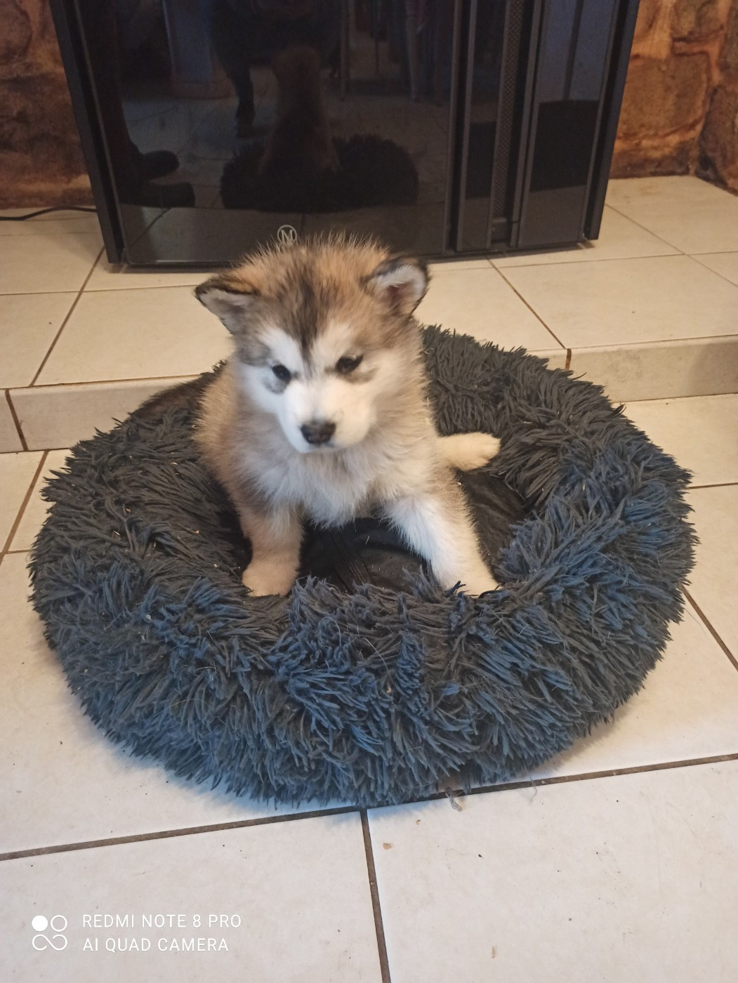 Manuella Le Jean - Chiots disponibles - Alaskan Malamute