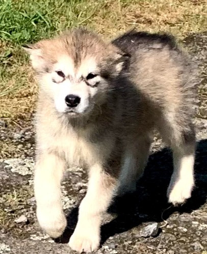Manuella Le Jean - Chiots disponibles - Alaskan Malamute