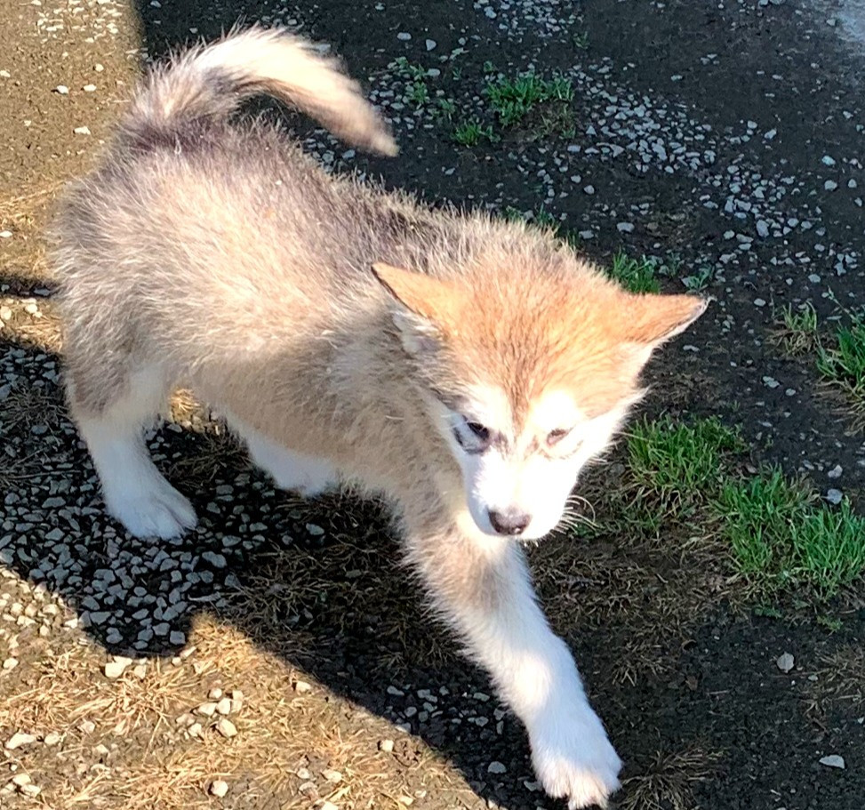 Manuella Le Jean - Chiots disponibles - Alaskan Malamute