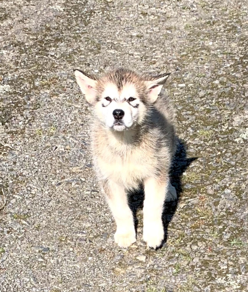 Manuella Le Jean - Chiots disponibles - Alaskan Malamute