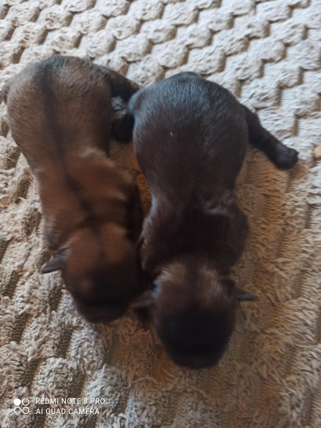 Chiot Epagneul tibetain Manuella Le Jean