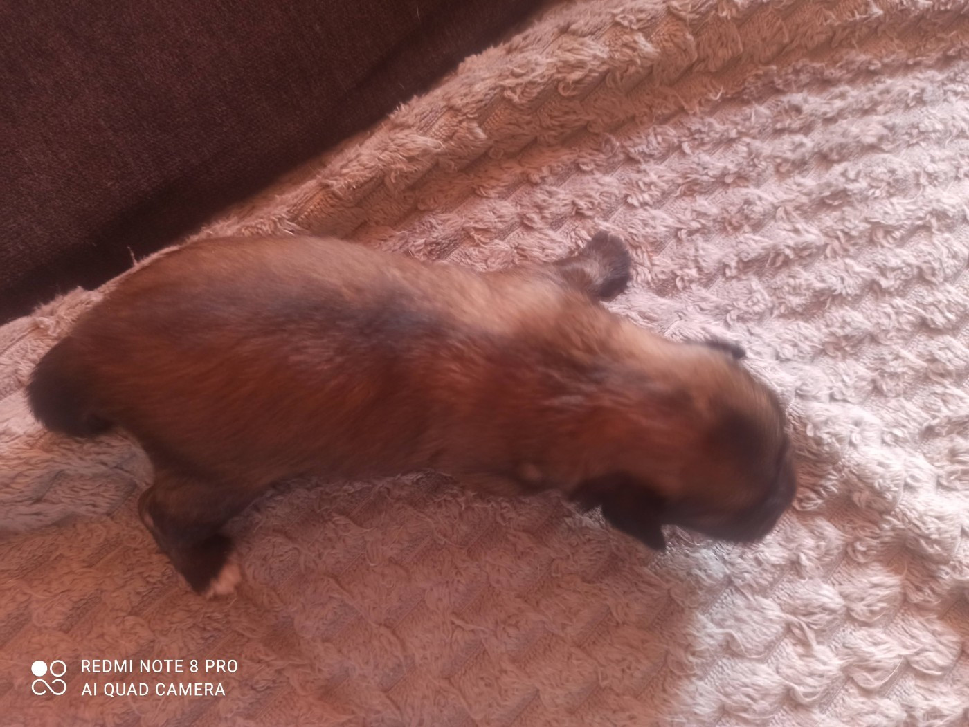 Manuella Le Jean - Chiots disponibles - Epagneul tibetain