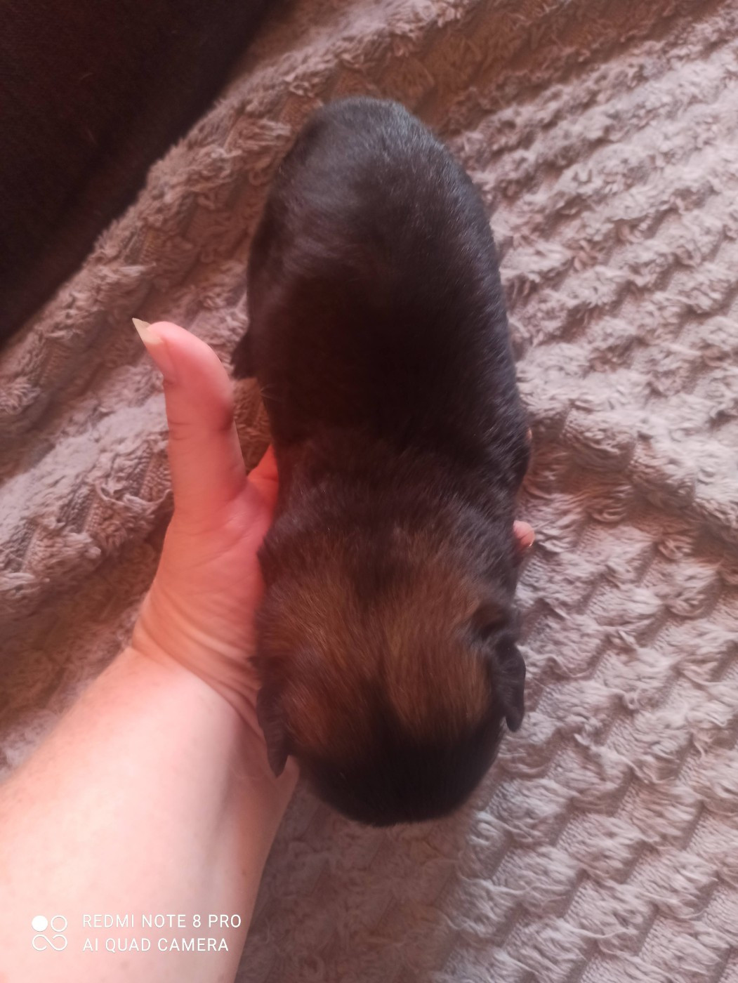 Manuella Le Jean - Chiots disponibles - Epagneul tibetain